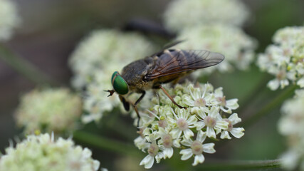 Goldaugenbremse, Chrysops relictus, auf Doldenblütler, gedeckte Herbstfarben als Hintergrund, Naturmotiv für Insekten im Garten, Insektenvielfalt durch Wildblumen im Garten