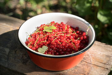 Freshly picked red currants in a red bowl on a natural piece of wood in the garden in the sun. Concept of harvest, gardening.