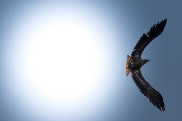 Drapieżny Bielik Haliaaetus albicilla w słońcu, duży ptak drapieżny w powietrzu - obrazy, fototapety, plakaty
