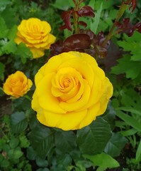 yellow rose in garden
