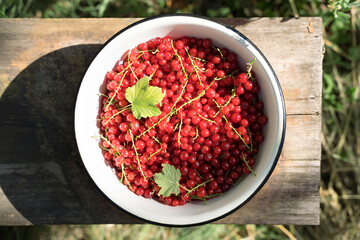 Freshly picked red currants in a red bowl on a natural piece of wood in the garden in the sun. Concept of harvest, gardening.