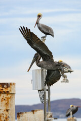 Grey pelican with outstretched wings captured while landing on the shore in Baja California in Mexico. Wildlife photography.