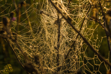 A dense web on dry stems of drying herbs