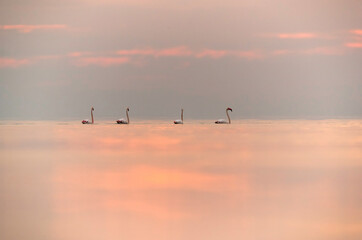 Greater Flamingos wading at Asker coast, Bahrain