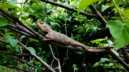 The oriental garden lizard, eastern garden lizard, Calotes versicolor, bloodsucker or changeable lizard (Calotes versicolor)