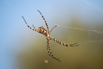 Orb Weaver Spider on Web