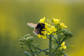 Trzmiel Bombus w rzepaku Brassica napus L. var. napus, kolorowa wiosna, zapylanie kwiatów przez owady