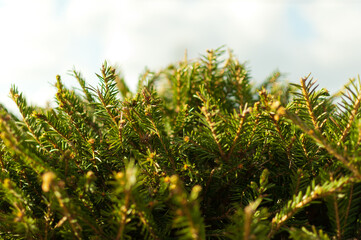 Brightly green prickly branches of a fur-tree or pine.