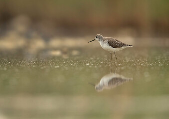 Marsh Sandpiper at Asker marsh, Bahrain