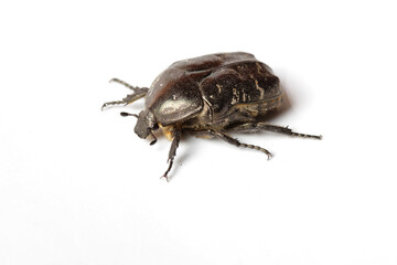 Close-up black beetle on white background