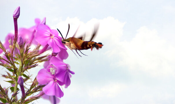 Clear wing hummingbird moth feeding on phlox flowers.