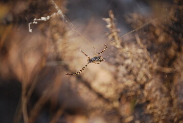 Orb Weaver Spider on Web