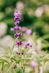 Purple sage in bloom