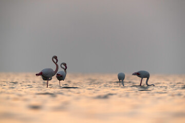 Greater Flamingos during sunrise at Asker coast, Bahrain