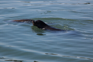Fototapeta premium Sea Lion swimming in the Ocean