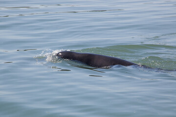 Sea Lion swimming in the Ocean