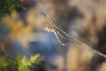 Orb Weaver Spider on Web