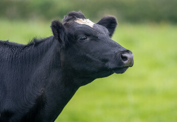 Obraz na płótnie Canvas A close up photo of a black and white cow 