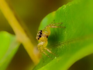 spider on a leaf