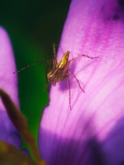Spider on flower