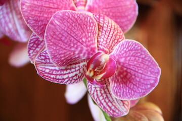 Orchidea Palaenopsis
