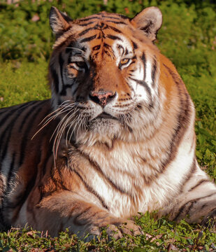 Content Tiger