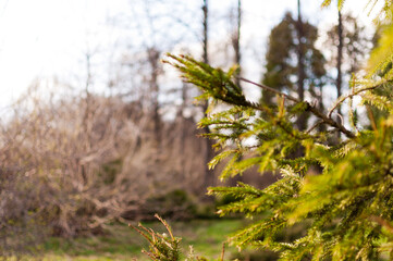 Spruce, fir tree light green branches in the park. Background. Closeup