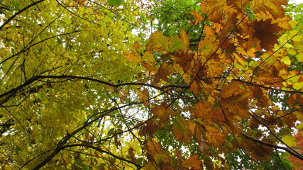 green leaves in autumn