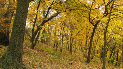 Fototapeta premium autumn in the park
