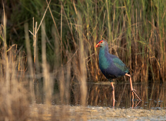 Grey-headed Swamphen at Asker, Bahrain