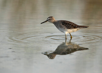 Wood Sandpipers, Asker, Bahrain