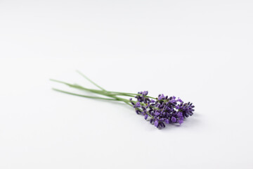 Obraz premium bunch of lavender and white background