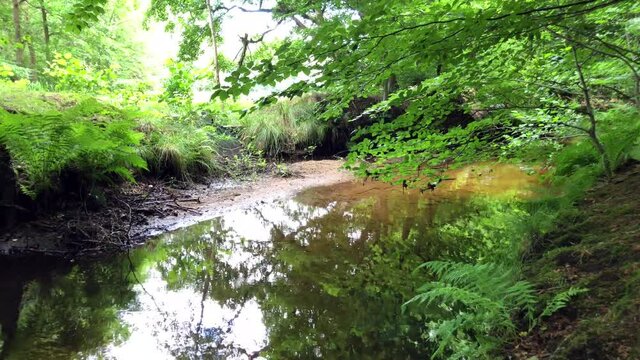 Leuvenumse bos Ermelo forest with water under trees and sand ground