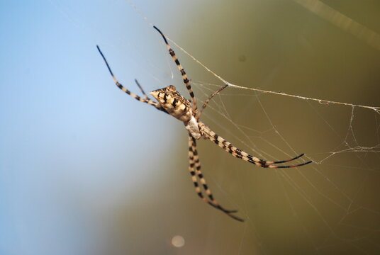 Orb Weaver Spider On Web