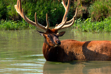 Massive Bull elk in a mountain stream