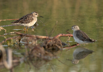 Wood Sandpipers, Bahrain