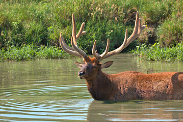 Massive Bull elk in a mountain stream