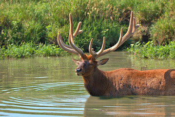 Massive Bull elk in a mountain stream