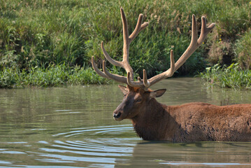 Massive Bull elk in a mountain stream