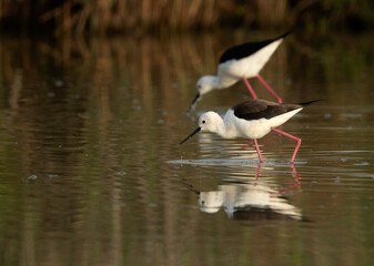 Black-winged Stilts feeing , Bahrain