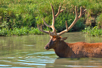 Massive Bull elk in a mountain stream