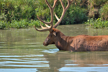 Massive Bull elk in a mountain stream