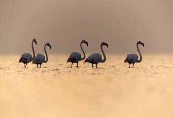 Greater Flamingos wading at Asker coast, Bahrain