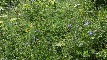 Vielfältige Wiese mit vielen Blumen, Wildblumen im Garten, wildes Eck im Garten für...