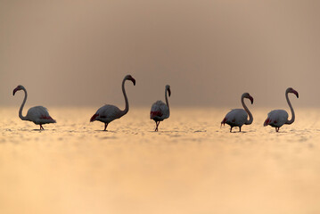 Greater Flamingos wading in the morning hours, Asker coast, Bahrain