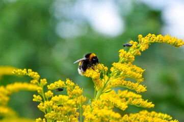 A large yellow-black striped bumblebee collects pollen on a bright yellow plant with goldenrod...