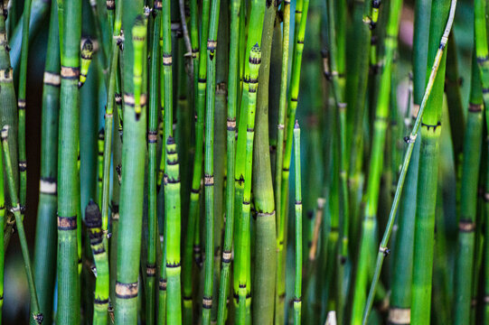 green bamboo background