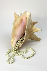 conch shell with string of pearls