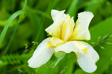 Natural green background with yellow-white iris flower with selective focus on petals and stamens.