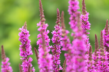 Blume lila pink garten natur